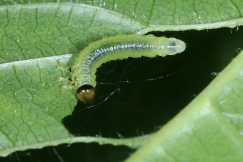 Euura spiraeae
